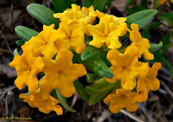 {Lithospermum canescens}